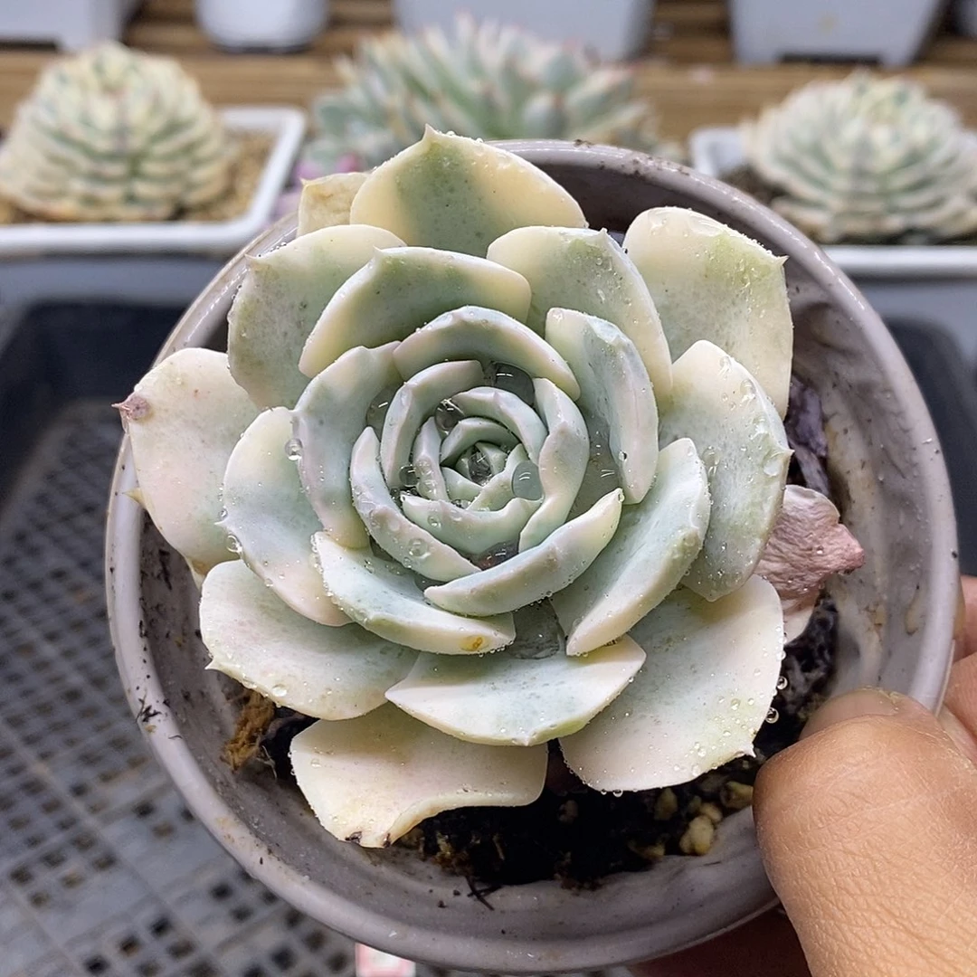 1602 精控鲁氏锦