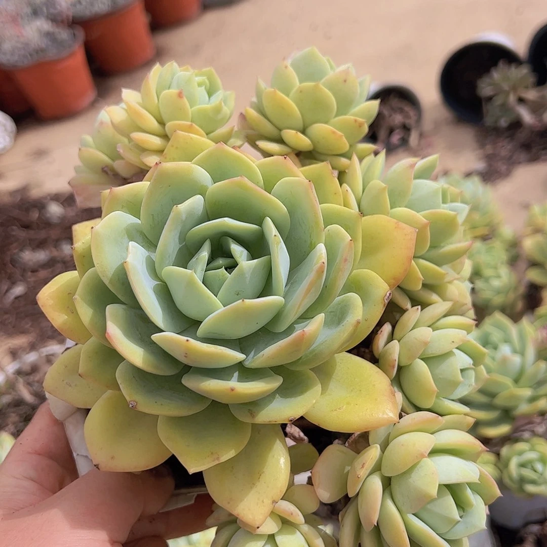 韩国恋曲单头带仔无砍