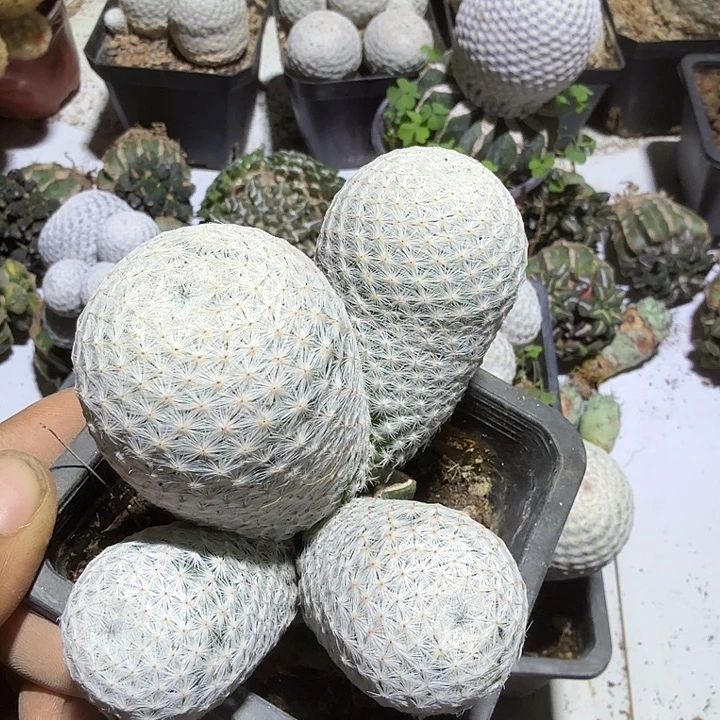 白鸟仙人球开花群头