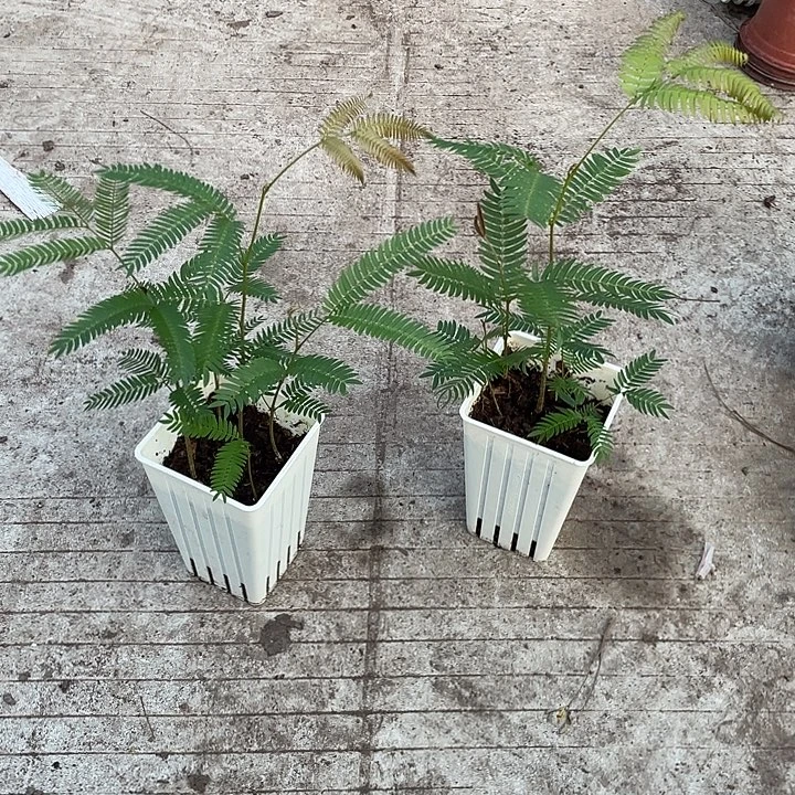 完全开放密叶猴耳环小苗