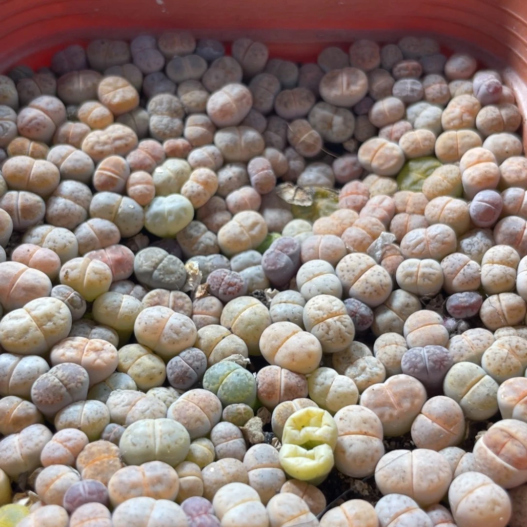 大盆特价一物一拍～53