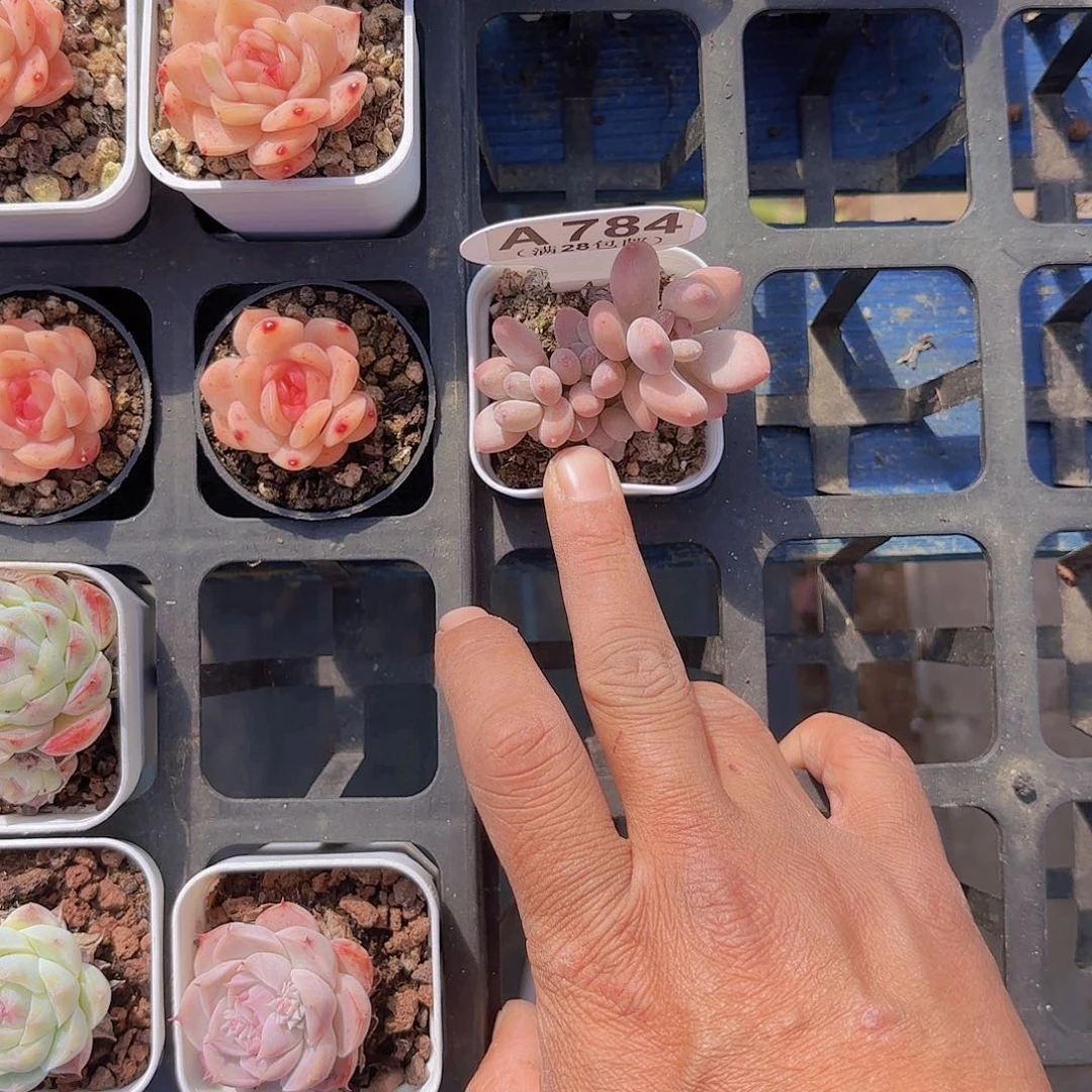 糯**子A784苹果奶一物一拍