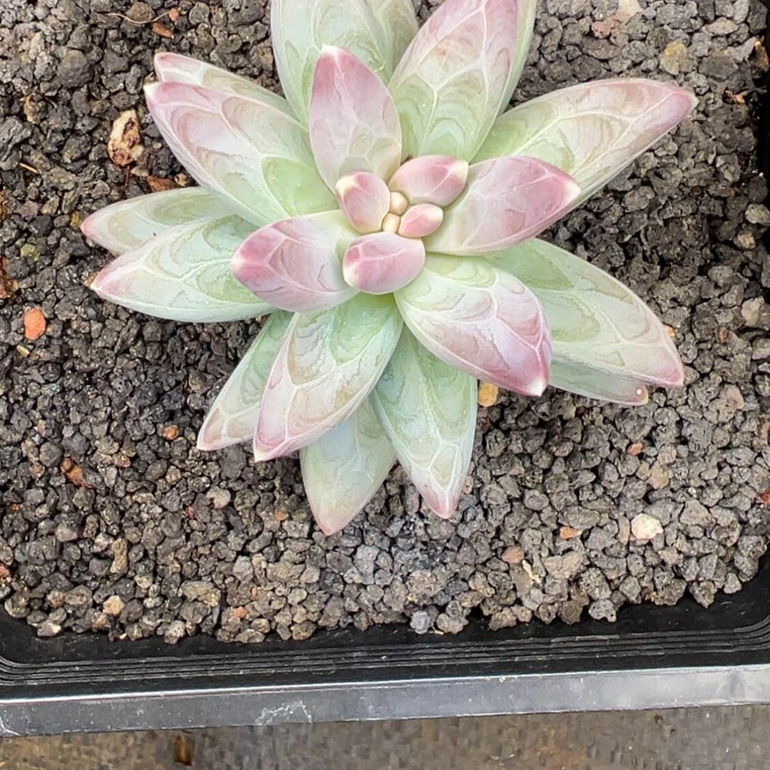 *****娜宝儿 雪黛丽 寄养