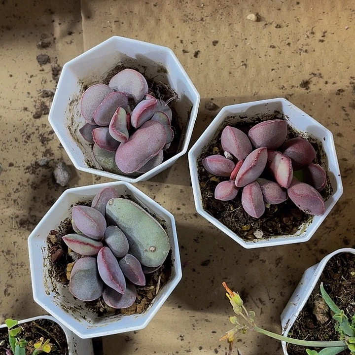 红蛋水泡带盆土发