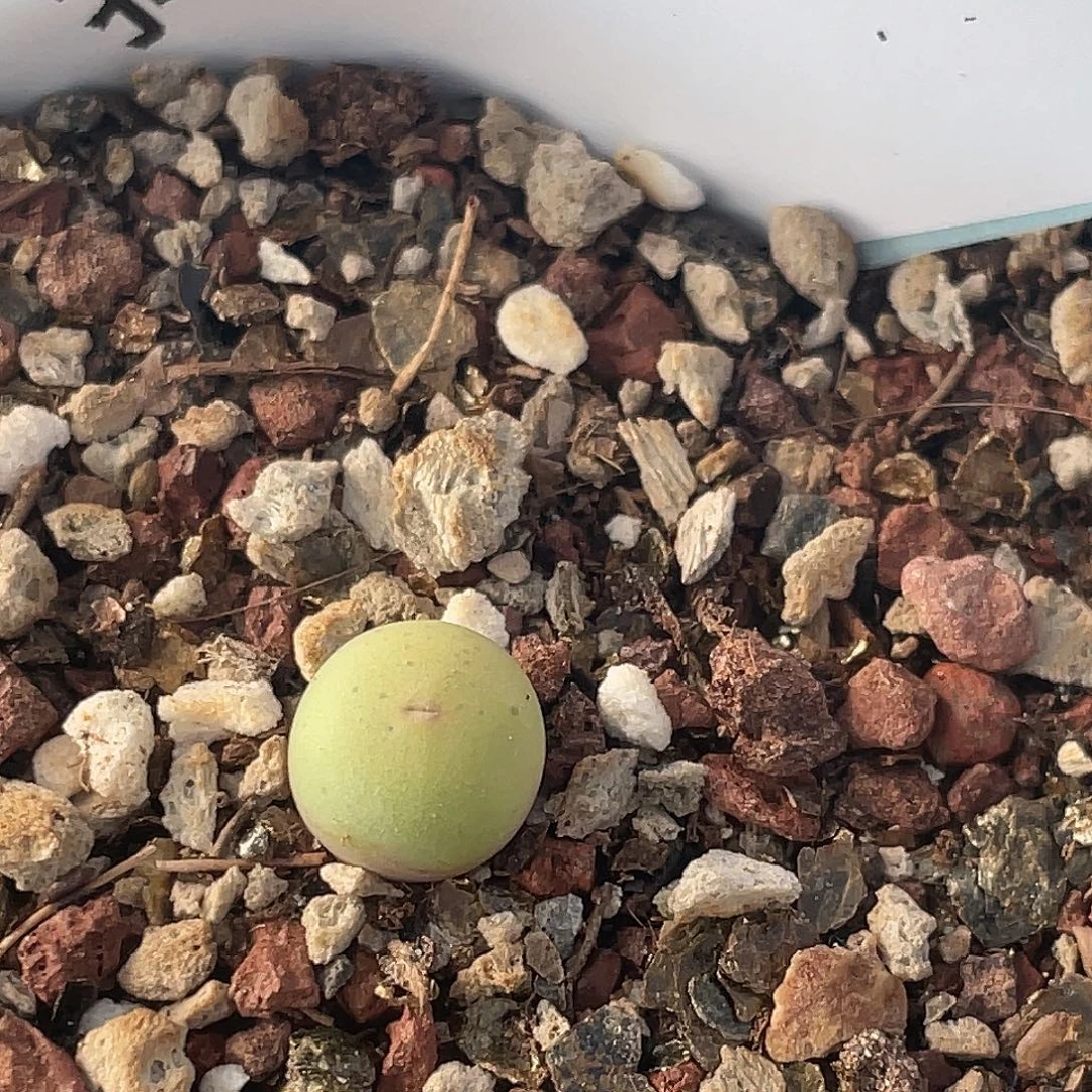 27-15肉锥433v嘴肉锥