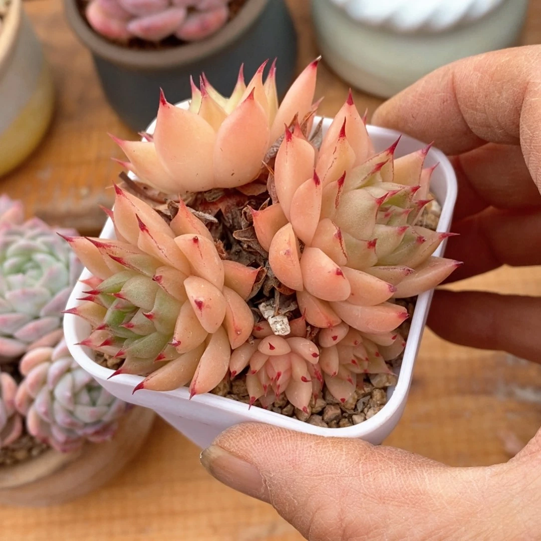 精品多肉一物一拍不包整448