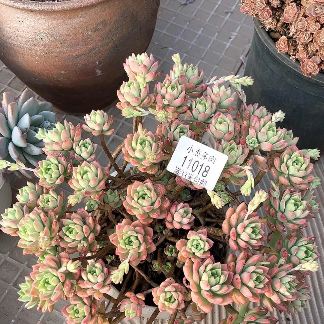 小杰马库斯11018