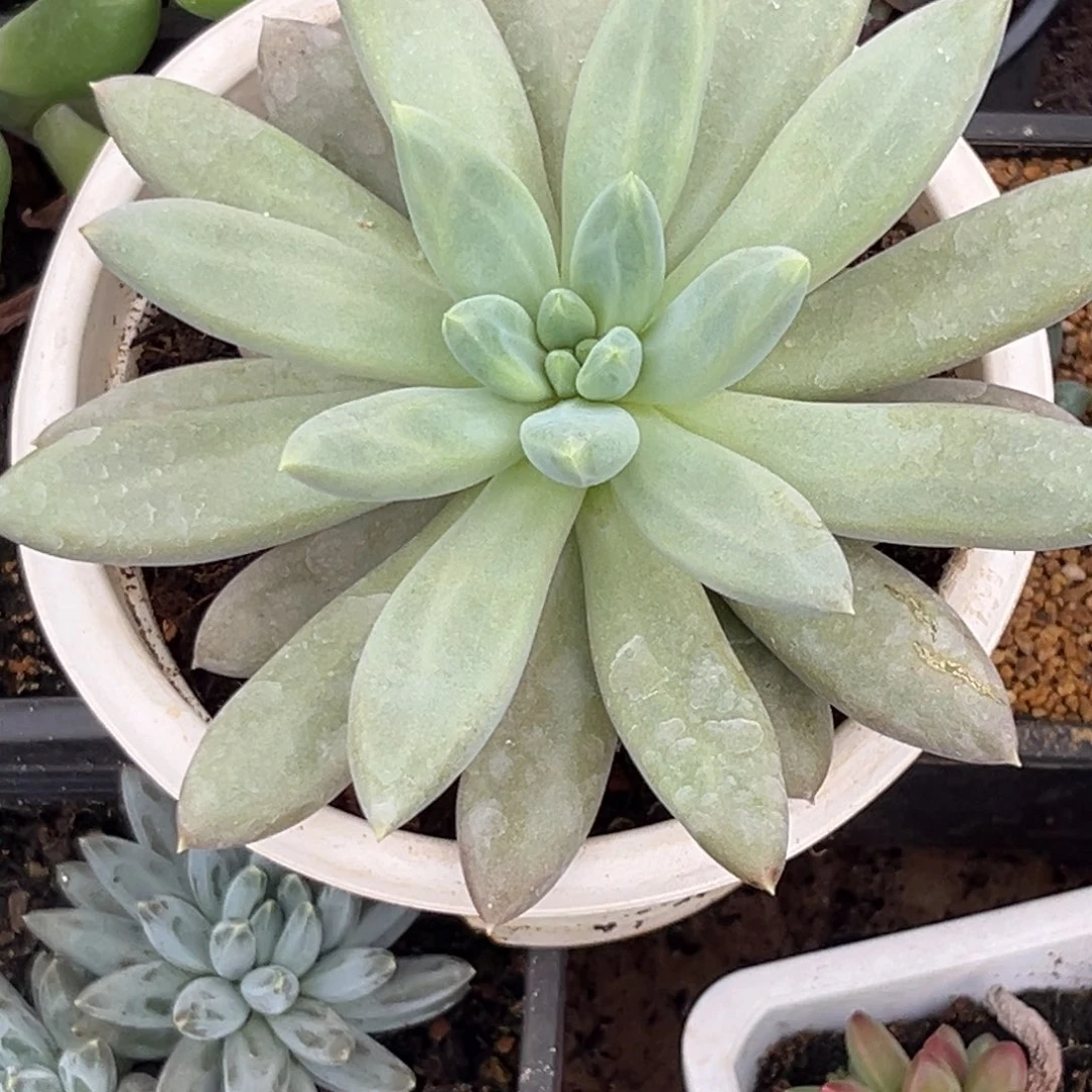 格***祥多肉植物哥特单头160