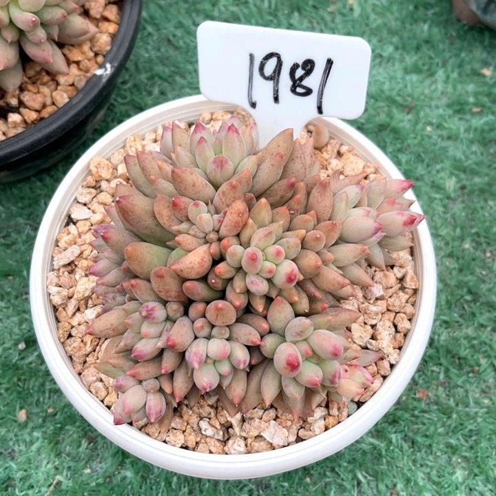 岩子1981号码牌子的话