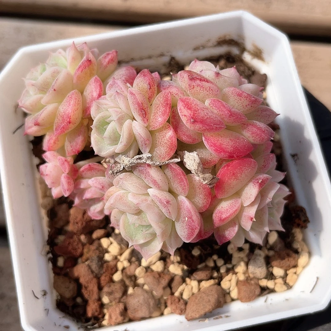 优选28号女王1050