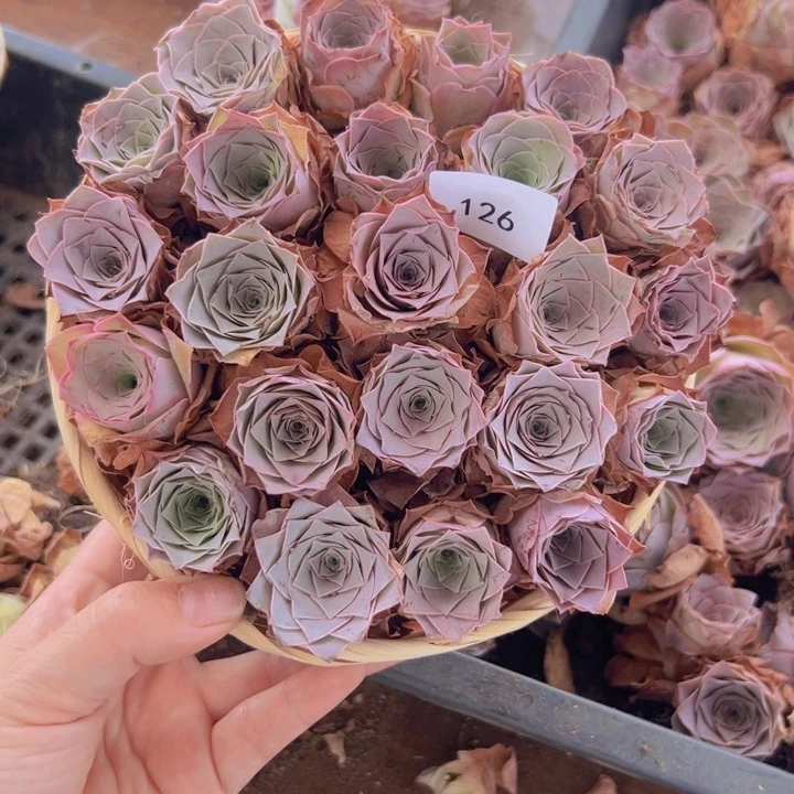 山地玫瑰多肉植物126