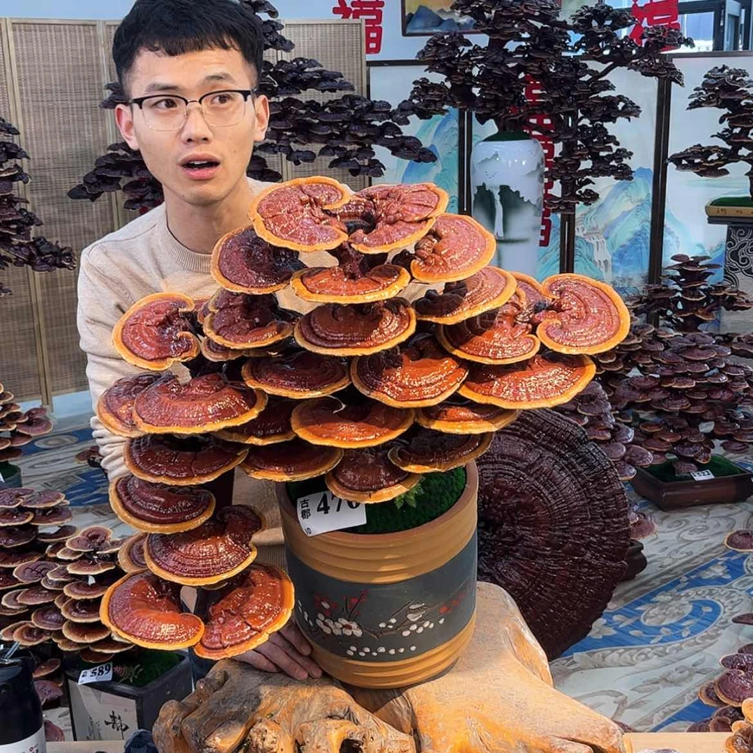 【闪购商品】558888