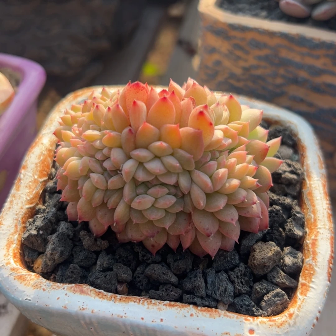 甘露缀化多肉植物