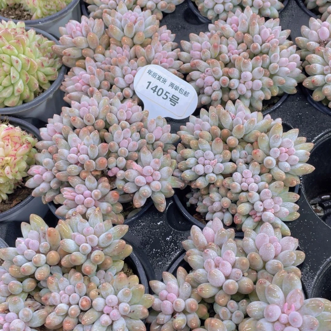 1405号捧花婴儿手指老桩群一个