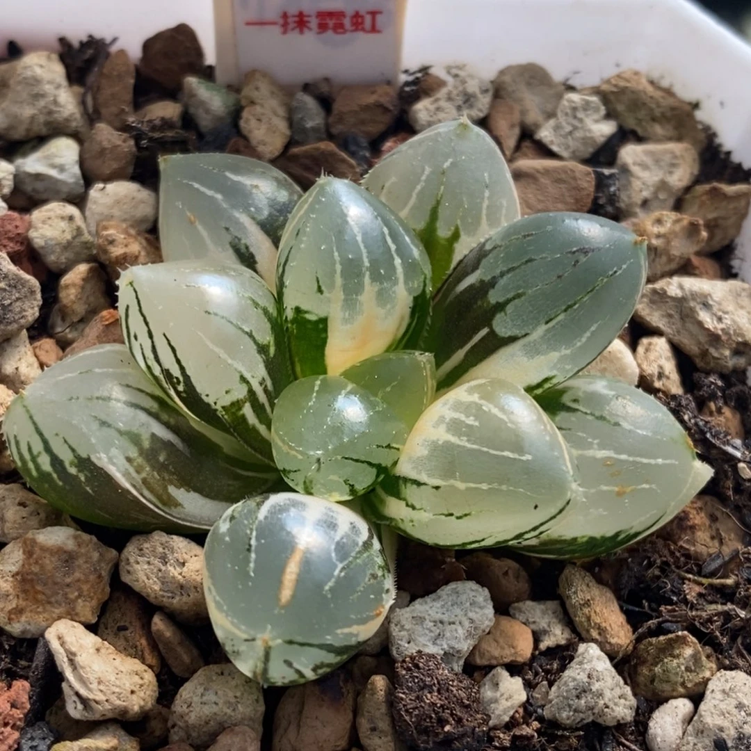 535号糯玉露锦多肉植物