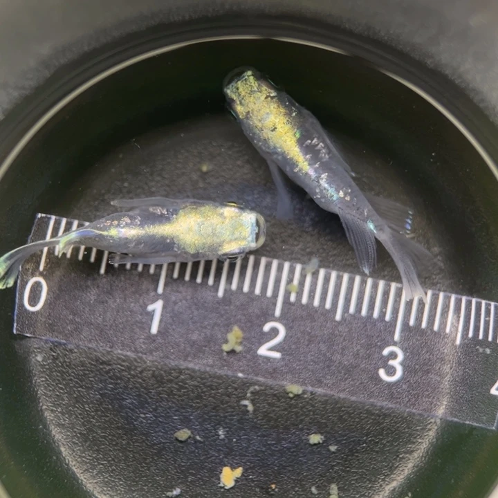 海水鱼紫金及龙球球8号