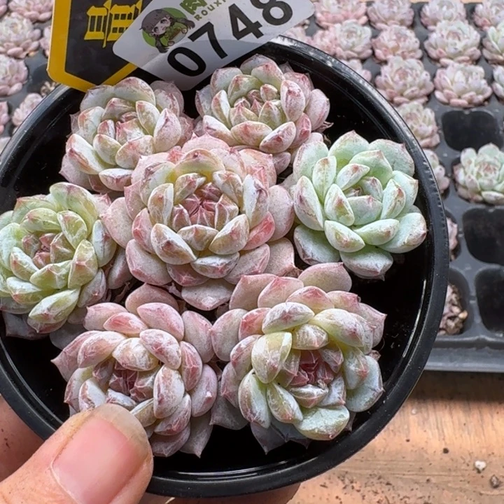 多肉植物多肉植物