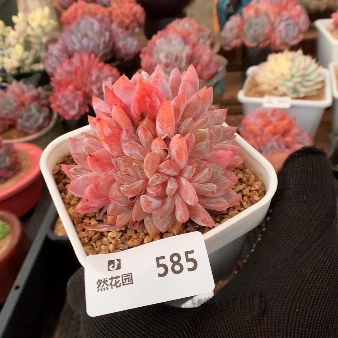 585玫瑰梦露6头多肉植物6666
