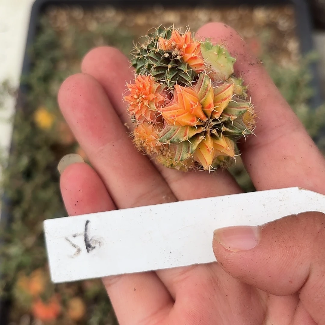 56-0617泰国发货多肉