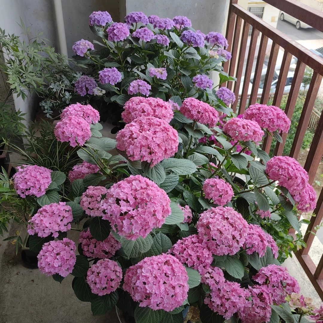 太阳神殿重瓣绣球花盆栽易调色