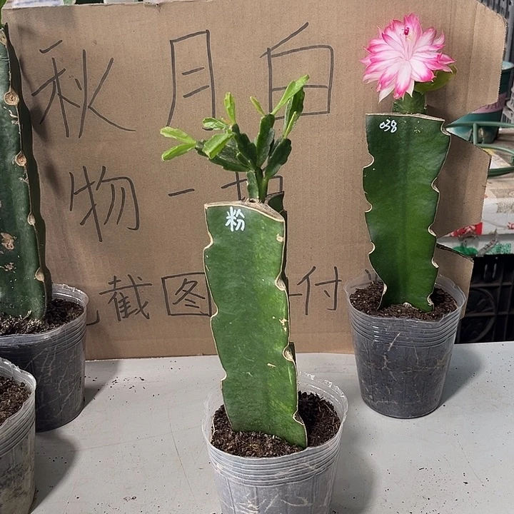 D***丁当前无花朵，栽培后可花朵粉异类