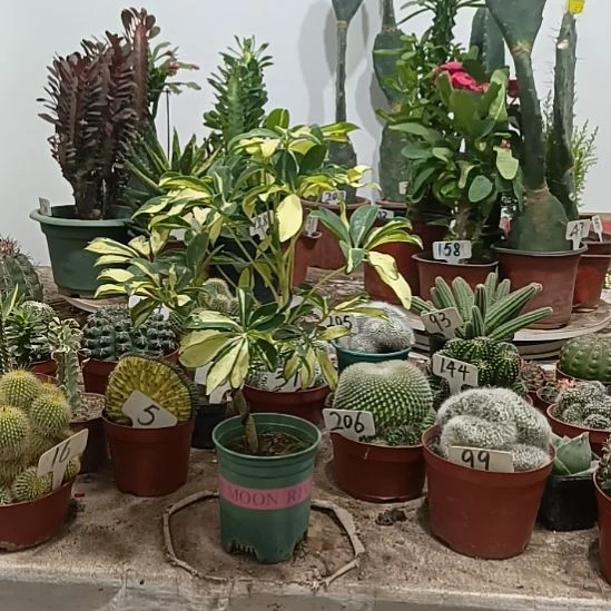 花叶鸭掌木，，，，，  ，，，，，