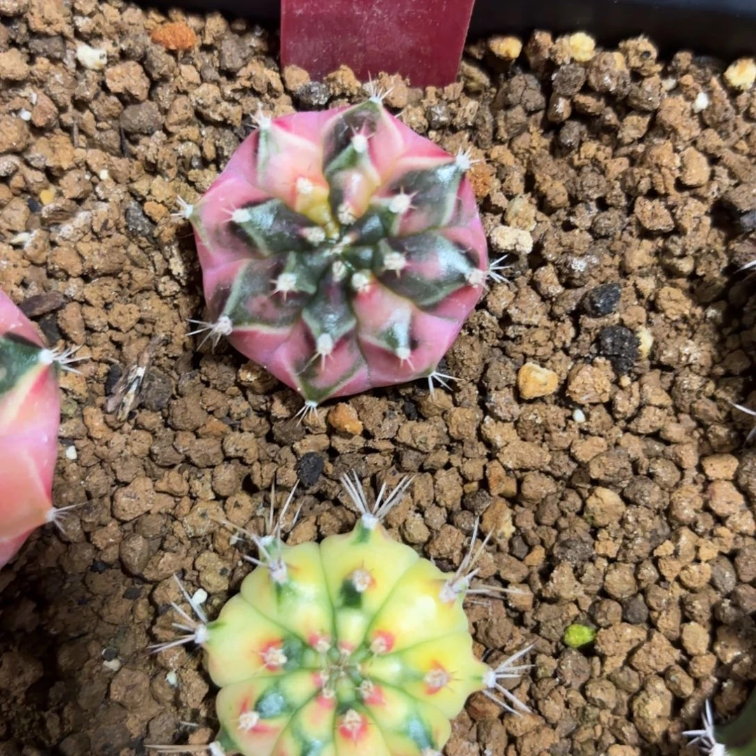 289-1215泰国发货多肉