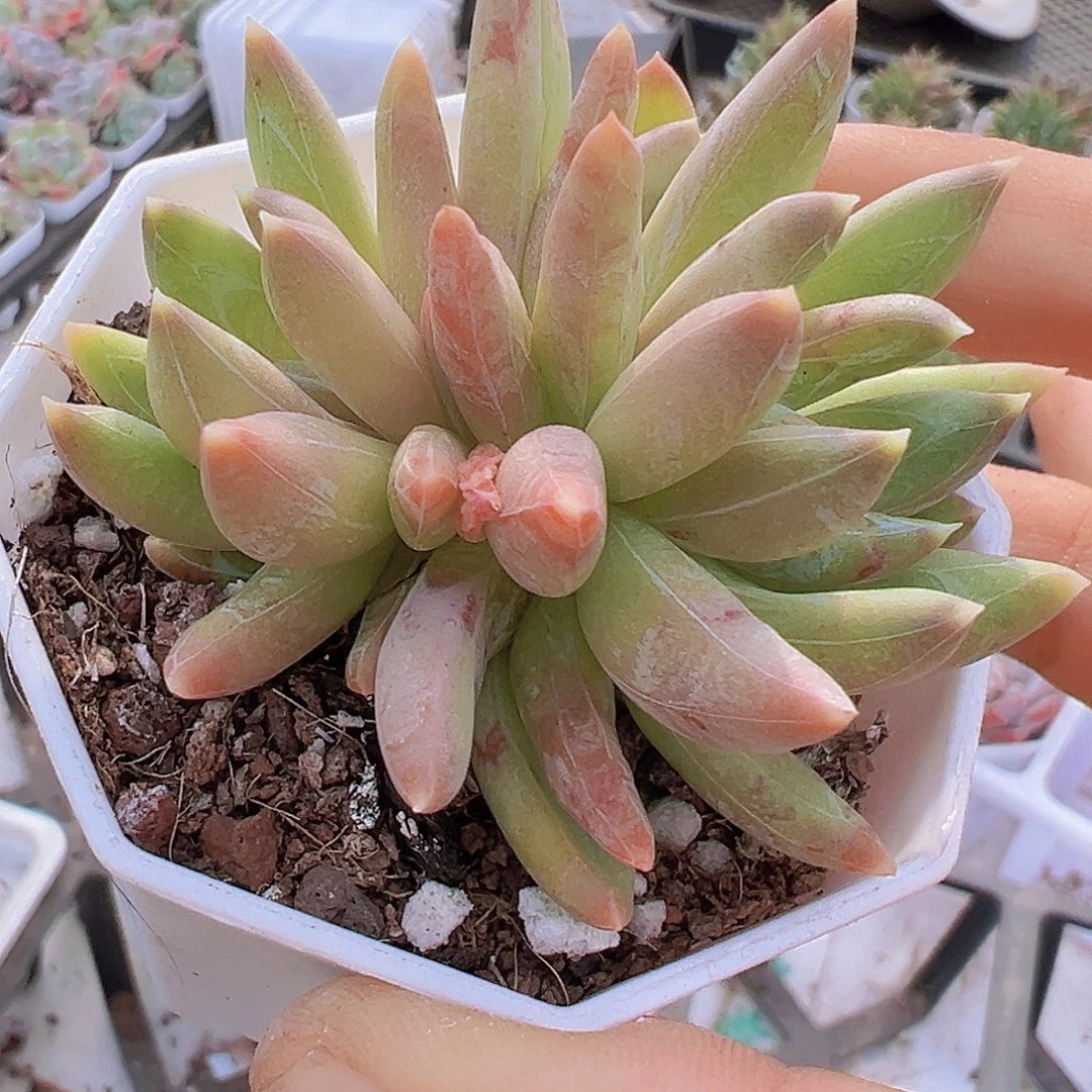 双头炫彩星八角盆