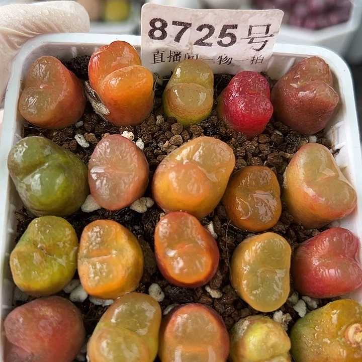 8725 好养易活生石花大母本7.5cm盆