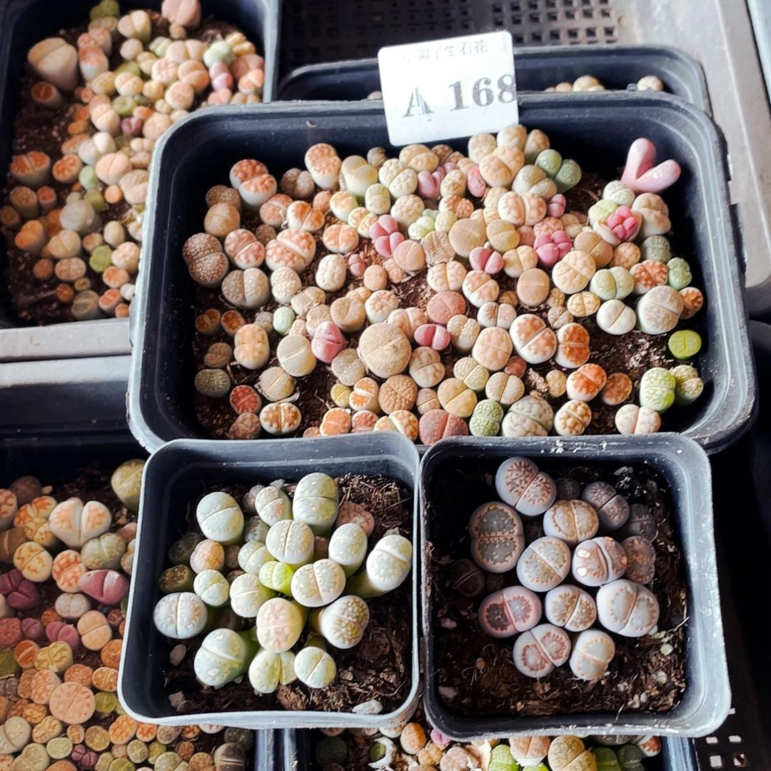 168……开播的时候我就知道了这