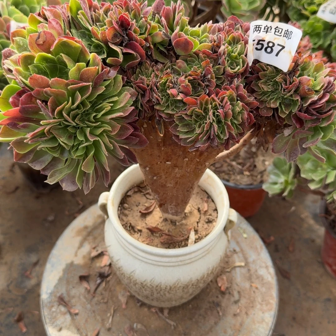 587号玫瑰法师缀化