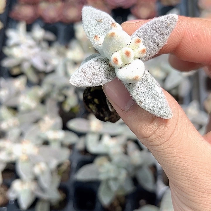 福兔耳 满10颗包邮