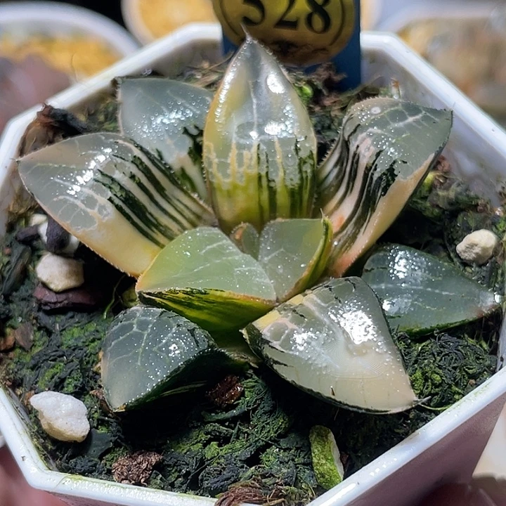528完美冰河锦特选福利