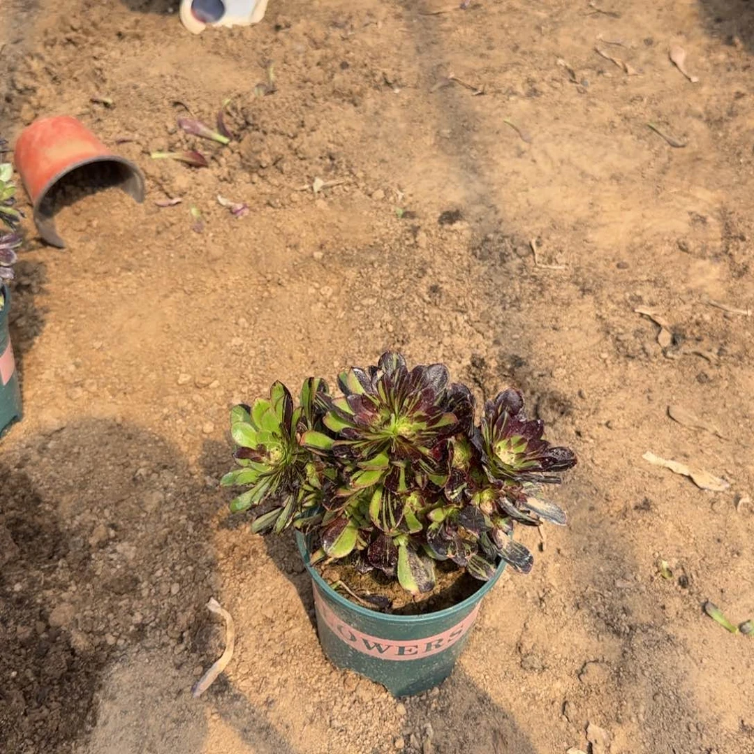 茶*缘237 号一物一拍水墨丹青紫多肉