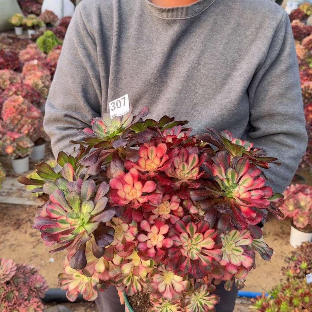 307花蝴蝶多肉植物