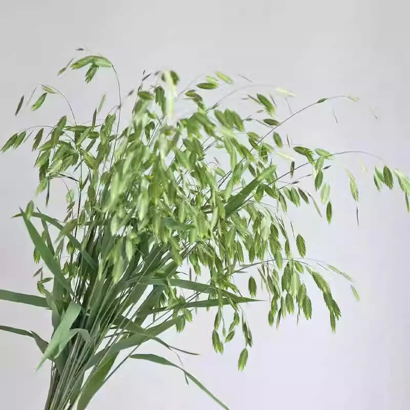 小盼草鲜花云南基地直发家用水养插花鲜切花配草