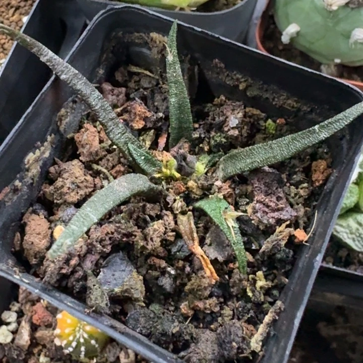 龙舌兰牡丹实生仙人球