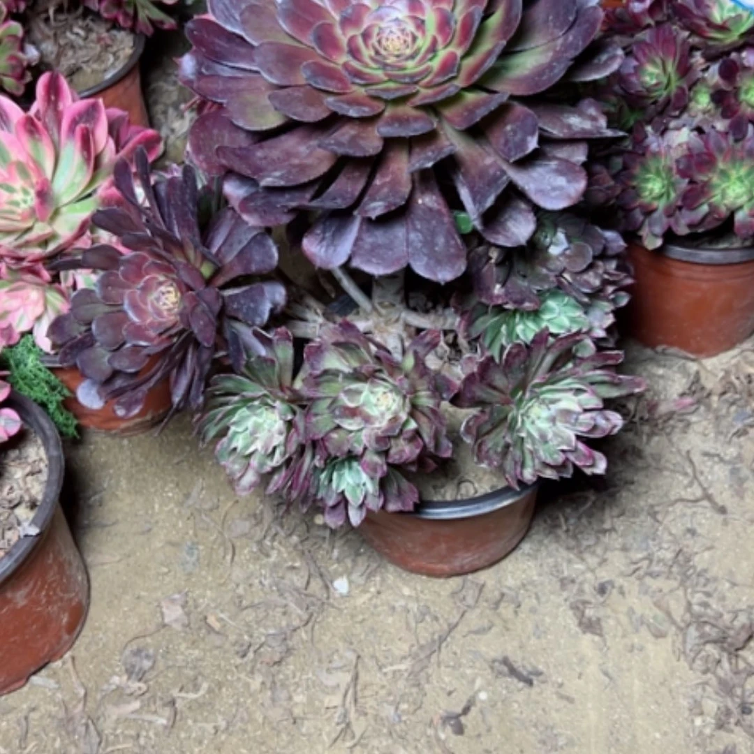 【闪购商品】多肉植物阴阳44