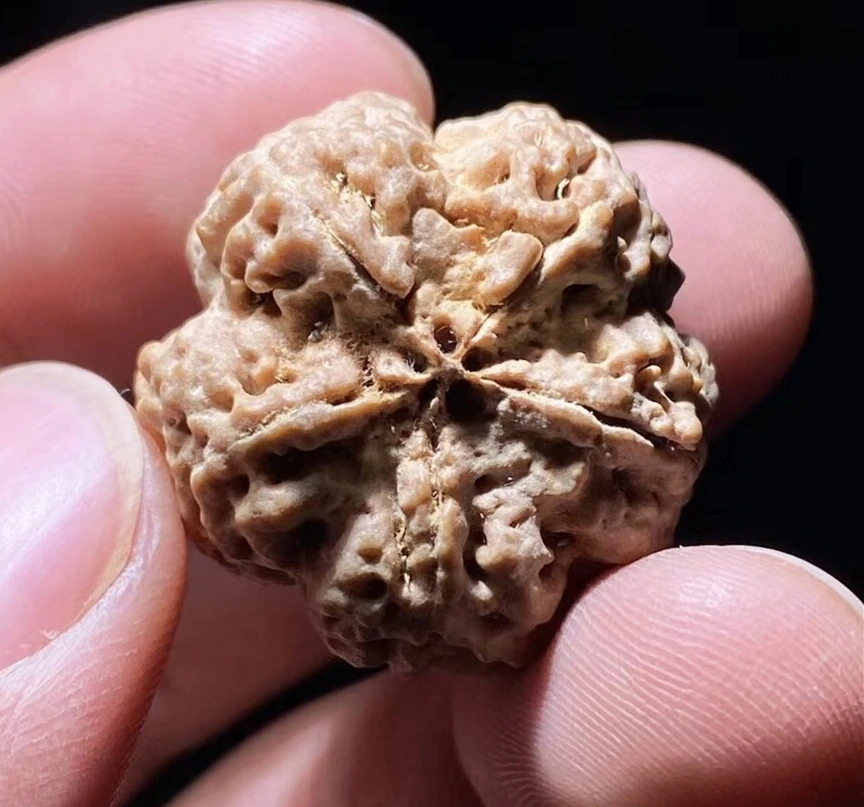 2025新籽【江南一号·儒布产区】高山雪山籽梅花蜂窝双龙