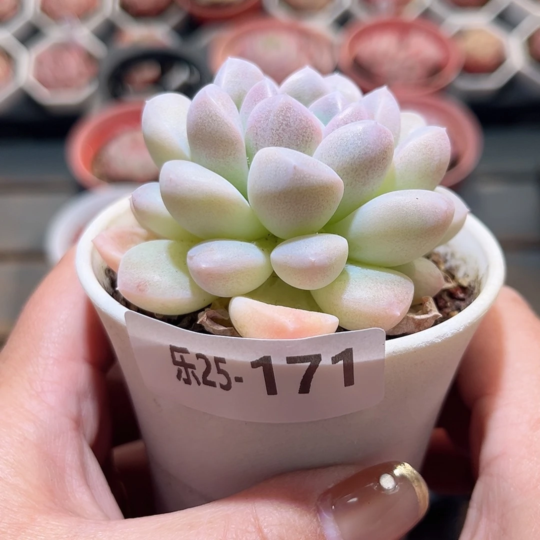 乐25-171 奶糖单头