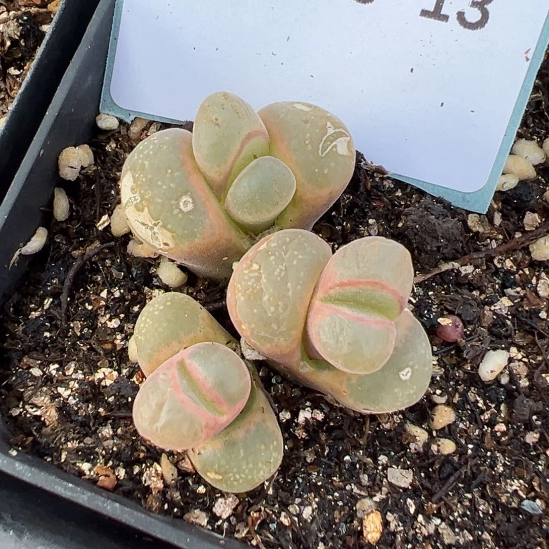 ?**?19-13鲑鱼粉风铃多肉