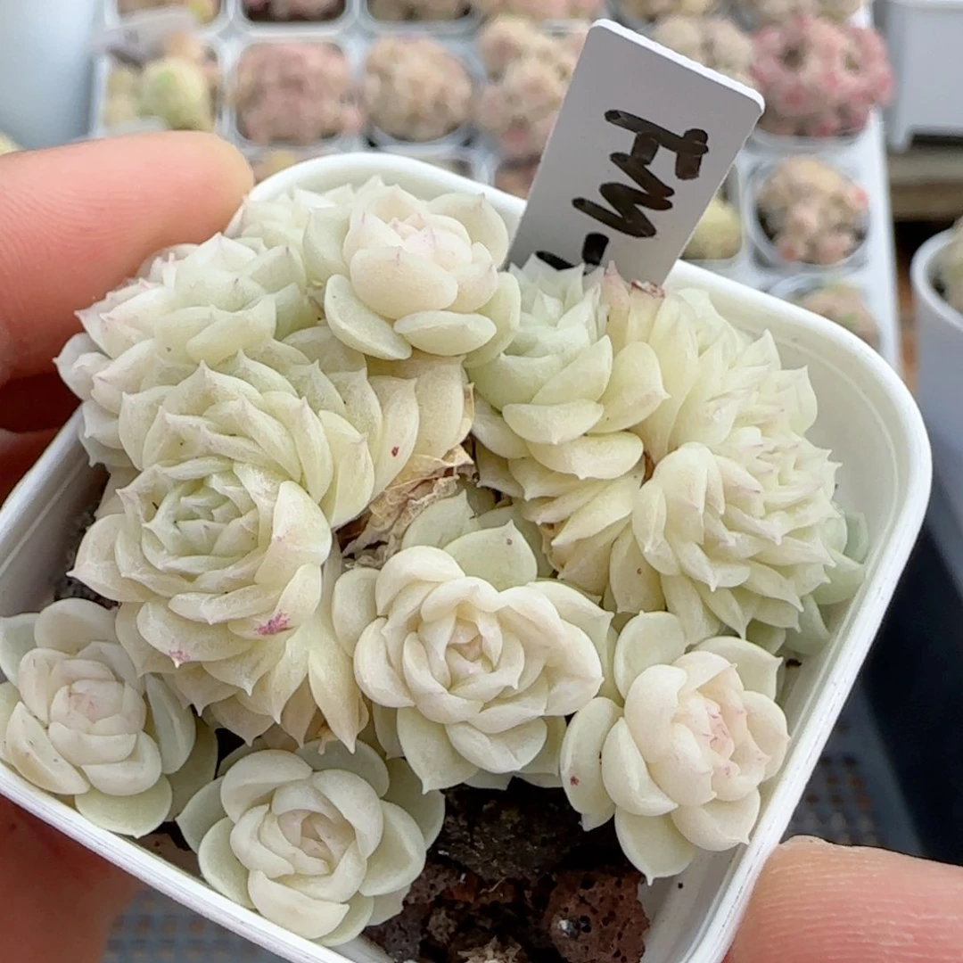 【闪购商品】0221-91（fm-173）