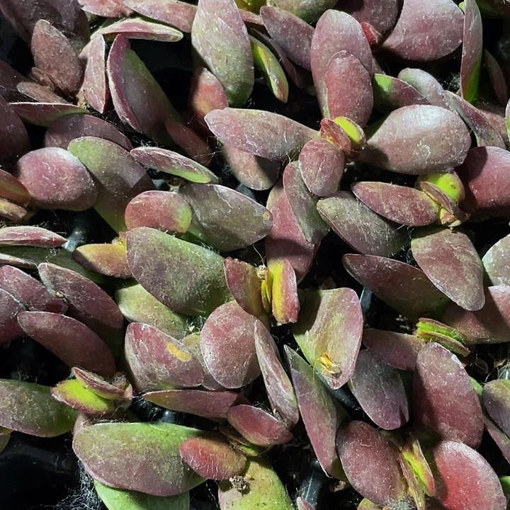 3颗小紫蝴蝶3颗一组