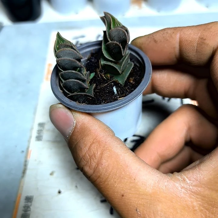 满9元包邮，，一帆风顺俩颗