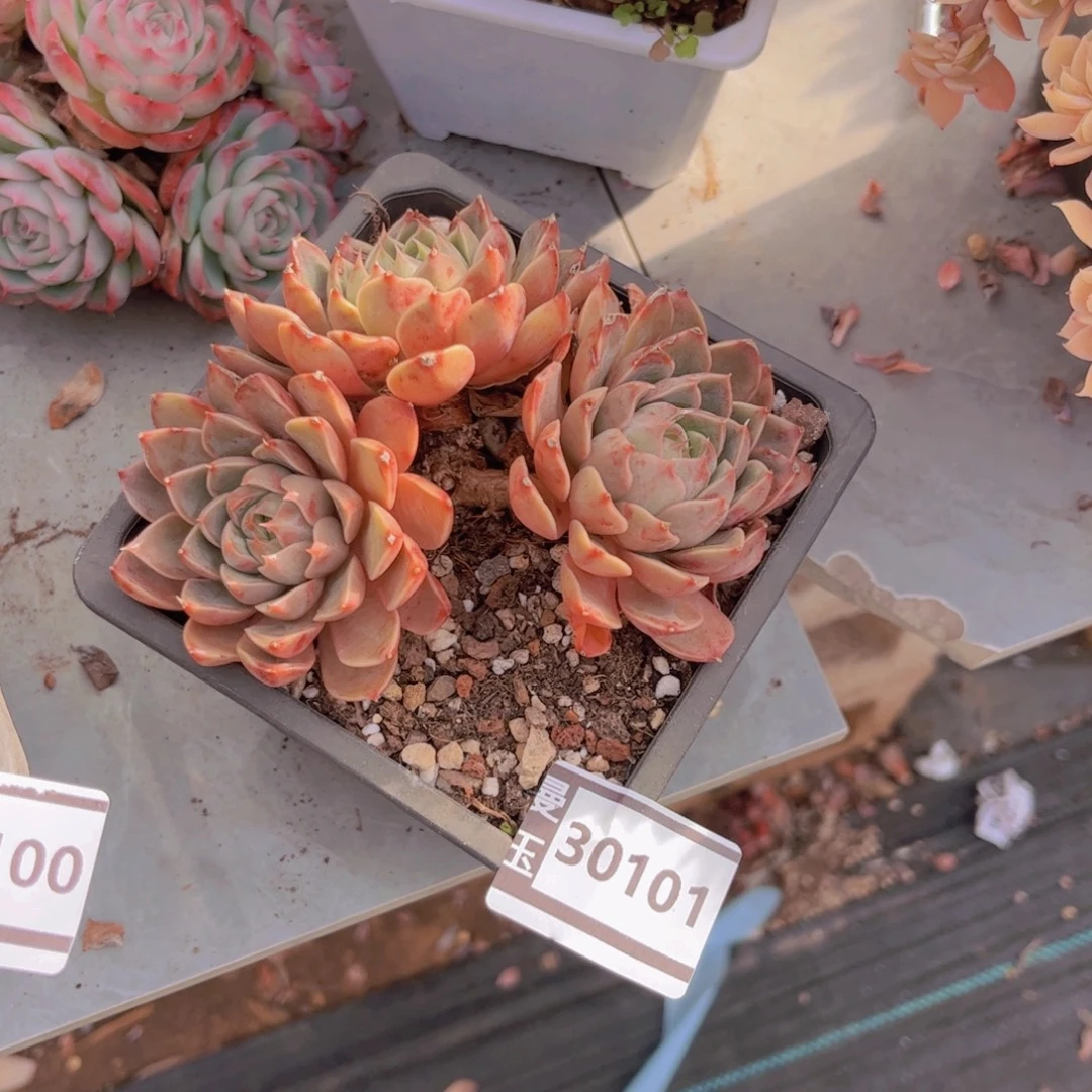 不知名多肉植物30101