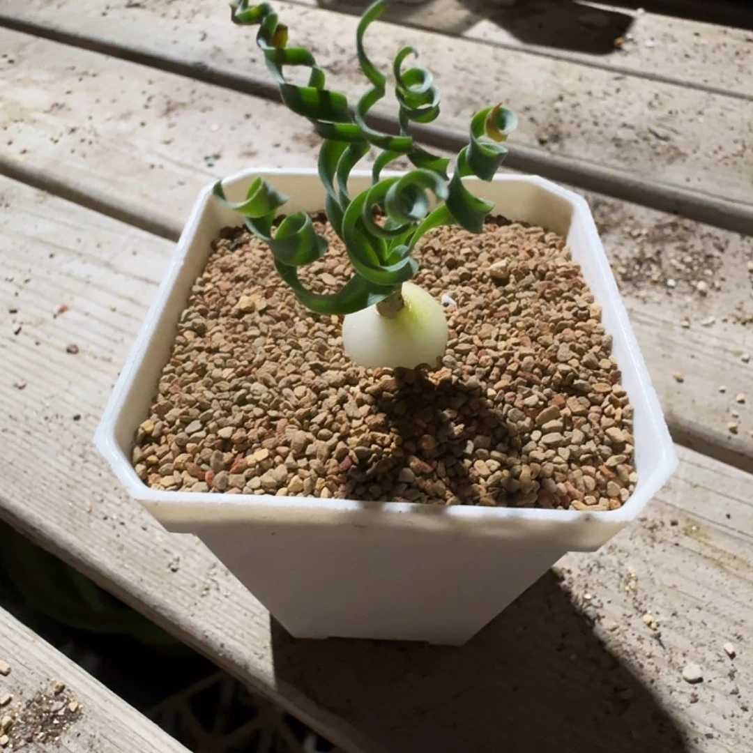 多肉植物福利贵妃弹簧草