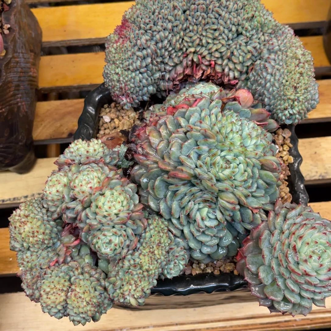 Y**a37373783383838688668