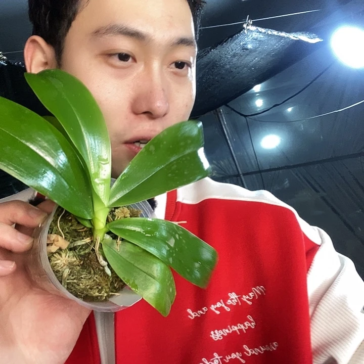 无花朵蓝鸟狗交文森蝴蝶兰