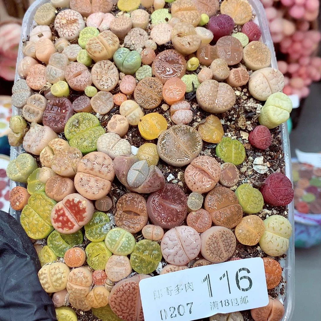 生石花满18包邮7-116