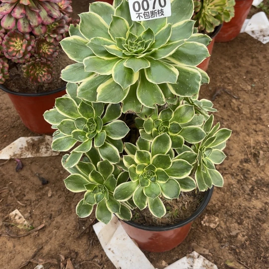 馨***语M. 0070绿玫瑰白多肉1223